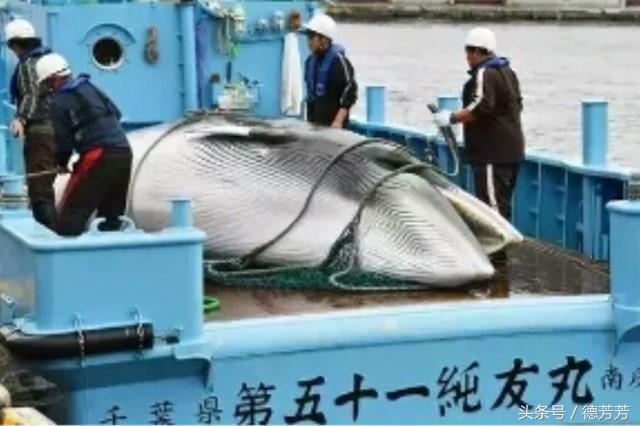鲸鱼肉到底有多好吃?为什么冒天下之大不违也要捕杀
