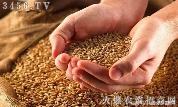 2018小麦什么时候播种,怎么播种,注意事项(含小麦播种时间表)