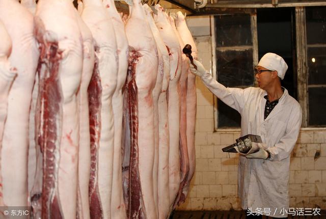 卖一头猪能挣多少钱?你知道答案吗