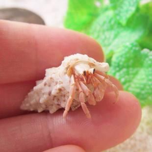 陆地寄居蟹怎样养?只需注意这几点,非常简单