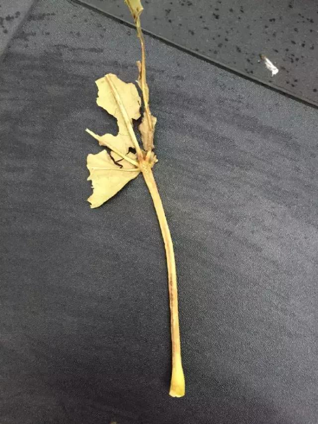 妹子,我得了相思病,还有得治吗