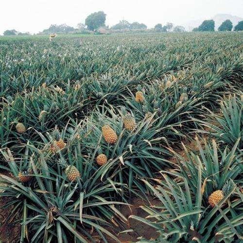 大家都喜欢吃菠萝,菠萝长树上的吗?树上的菠萝见过吗?