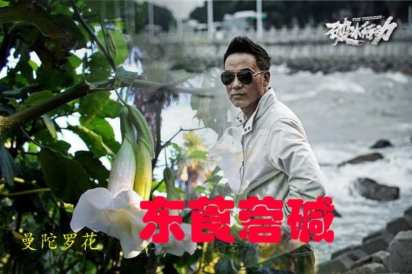在《破冰行动》中频繁出现的东莨菪碱是什么?为什么能害人?