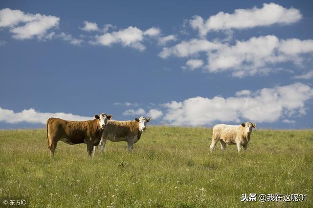 农村养什么赚钱