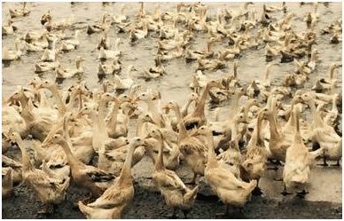这个品种的鸭,最适合农间养了,想养鸭的农民朋友看过来!