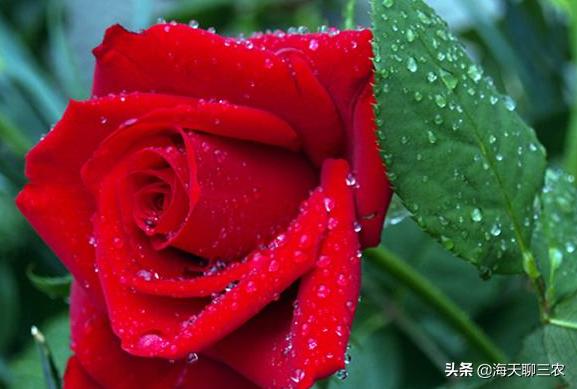 海天聊三农:一束玫瑰一生钟情,与您分享玫瑰花的养护要点及经验