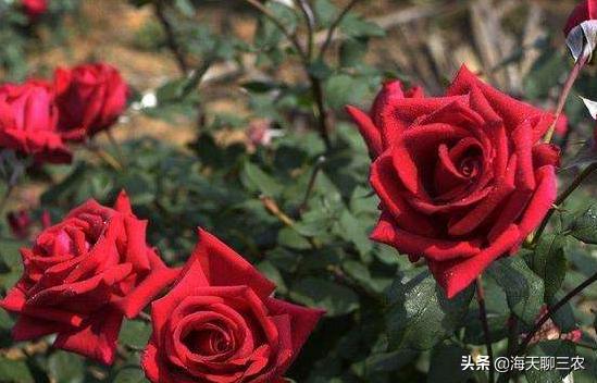 海天聊三农:一束玫瑰一生钟情,与您分享玫瑰花的养护要点及经验
