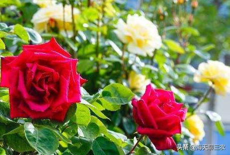 海天聊三农:一束玫瑰一生钟情,与您分享玫瑰花的养护要点及经验