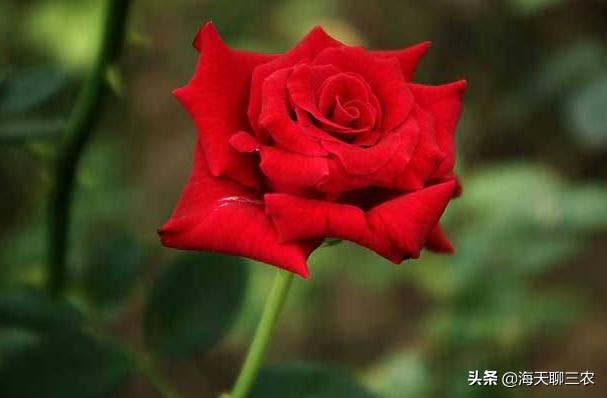 海天聊三农:一束玫瑰一生钟情,与您分享玫瑰花的养护要点及经验