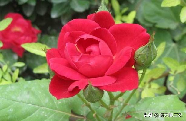 海天聊三农:一束玫瑰一生钟情,与您分享玫瑰花的养护要点及经验