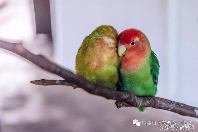 我爱你的英文情书原来这样写