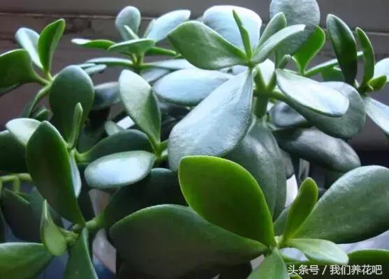 ��������ֳ������ע�����4����������������֦ͷ��