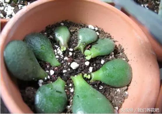 ��������ֳ������ע�����4����������������֦ͷ��