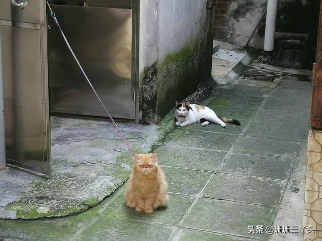 广州的“乌衣巷”,从前“广州第一家族”居住地,如今归于平静