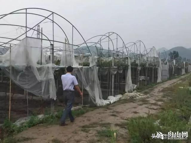 台风来了,你的果园准备好了吗?