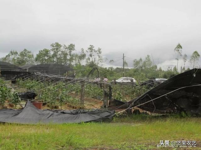 台风来了,你的果园准备好了吗?