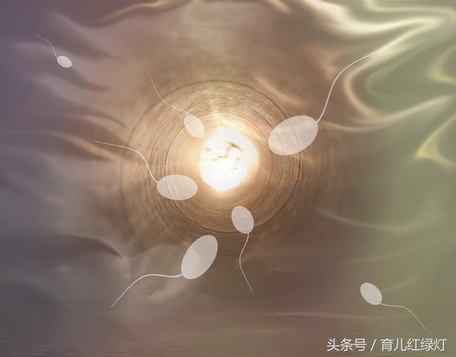 从胚芽到大宝宝的发育过程