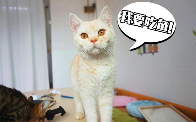 è�����㣿�������ǰ��è��Ҳ���ӱ�������������