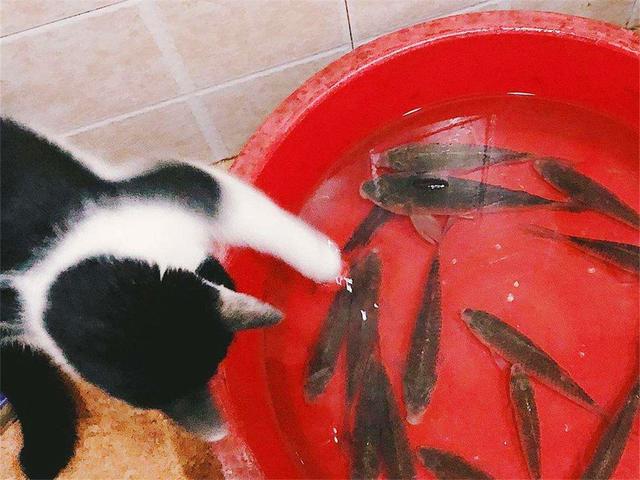 è�����㣿�������ǰ��è��Ҳ���ӱ�������������