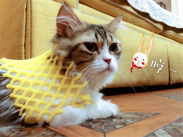 è�����㣿�������ǰ��è��Ҳ���ӱ�������������