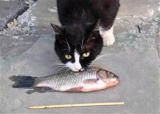 è�����㣿�������ǰ��è��Ҳ���ӱ�������������