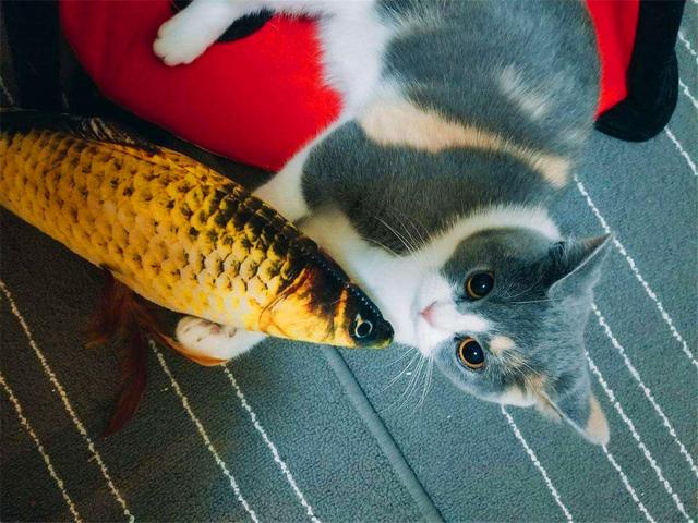 è�����㣿�������ǰ��è��Ҳ���ӱ�������������