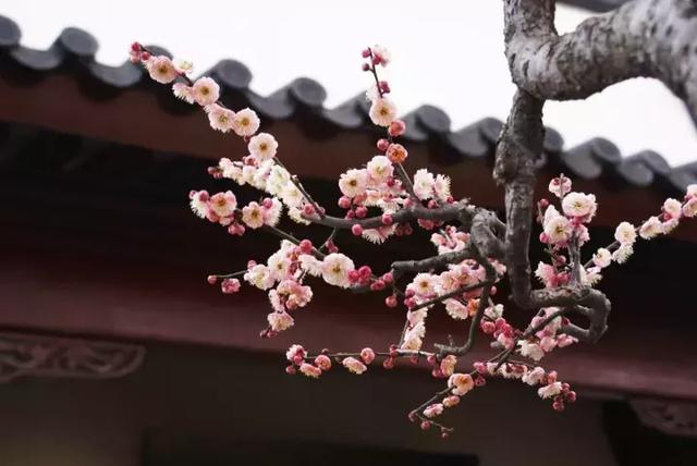 ���ǵ����徫����ʲô��