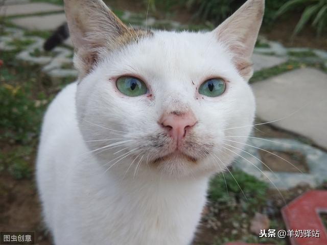 大饼脸如何瘦脸?大饼脸吃哪些食物可以瘦脸?