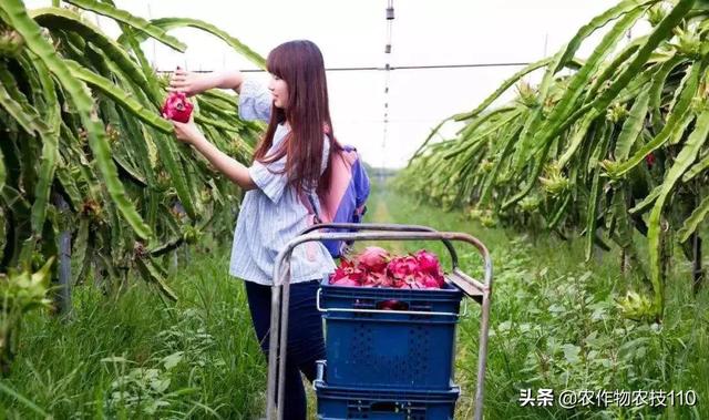年轻人应不应该回乡村创业,如果选择回乡村,选择什么致富项目好