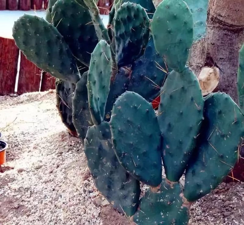 ͼƬ