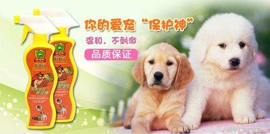 消灭跳蚤三个最好的方法详解!