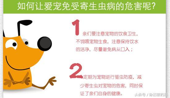 消灭跳蚤三个最好的方法详解!