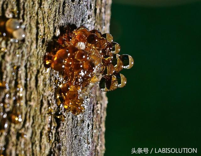 树脂到底是什么,有什么用