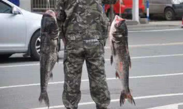 农村养殖这几种鱼,回报率最高!而且养殖技术简单,周期短!