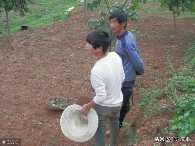 这几种作物,用途多销路广,市场供不应求,明年种植不愁赚不到钱