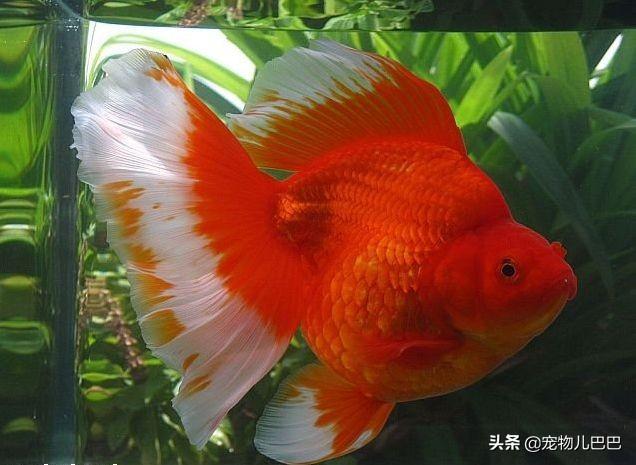 十种适合家里养的十种鱼,第一种超常见哟