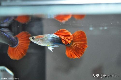 十种适合家里养的十种鱼,第一种超常见哟