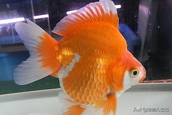 十种适合家里养的十种鱼,第一种超常见哟