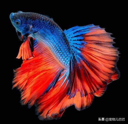 十种适合家里养的十种鱼,第一种超常见哟