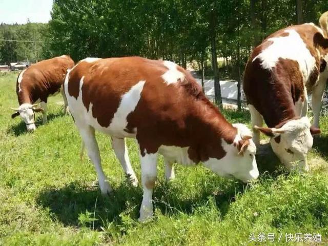 ũ����ţ�ĳɱ������������һͷţ����׬��ǧ��