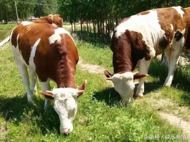 ũ����ţ�ĳɱ������������һͷţ����׬��ǧ��
