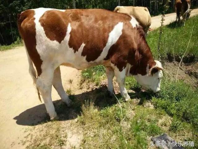 ũ����ţ�ĳɱ������������һͷţ����׬��ǧ��
