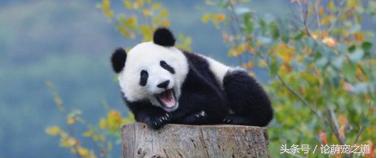 ���Ƕ�֪����è�ǹ�����������֪��Ϊʲô��è�ǹ�����