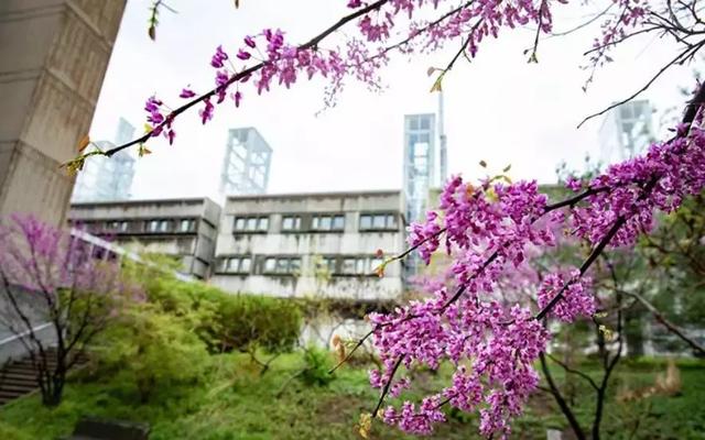 在加拿大顶尖大学之一麦克马斯特大学就读是一种什么体验?