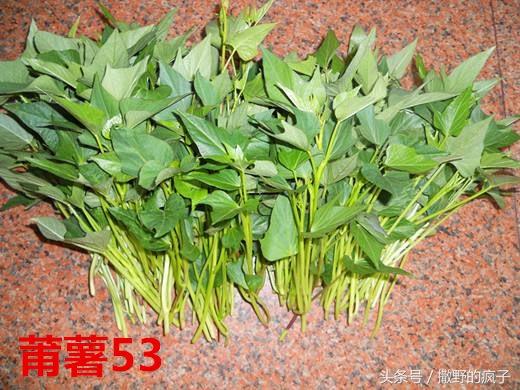 �ղ�ح8����õľ�������ͺ���Ʒ��