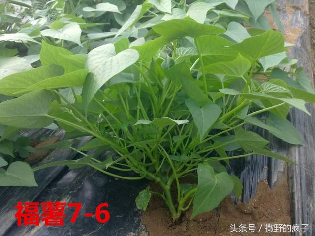 �ղ�ح8����õľ�������ͺ���Ʒ��