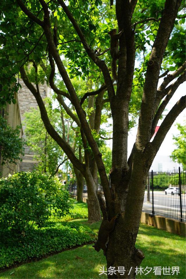 坐落在古老费城的美国天普大学
