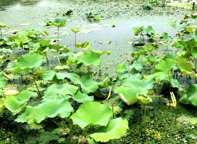 在农村2019种植什么可以赚钱?15大种植项目推荐