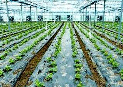 在农村2019种植什么可以赚钱?15大种植项目推荐