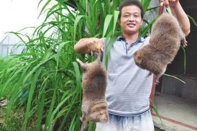 现在农村哪些养殖项目赚钱?这4个前景不错,了解一下?